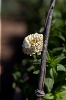 RWP_1530
